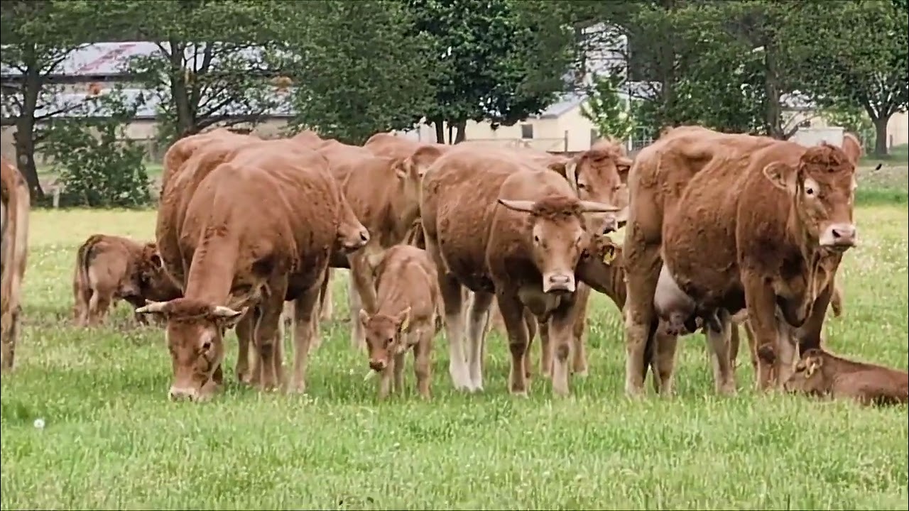 Limousin Rinder auf der Weide/ Limousin cattle in the pasture