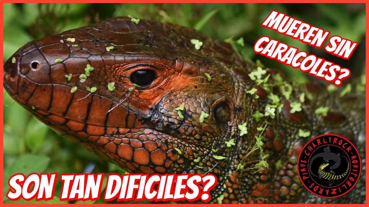 EL REPTIL AL QUE TODOS TIENEN MIEDO DE CUIDAR 🦎😰 DRACAENA GUIANENSIS