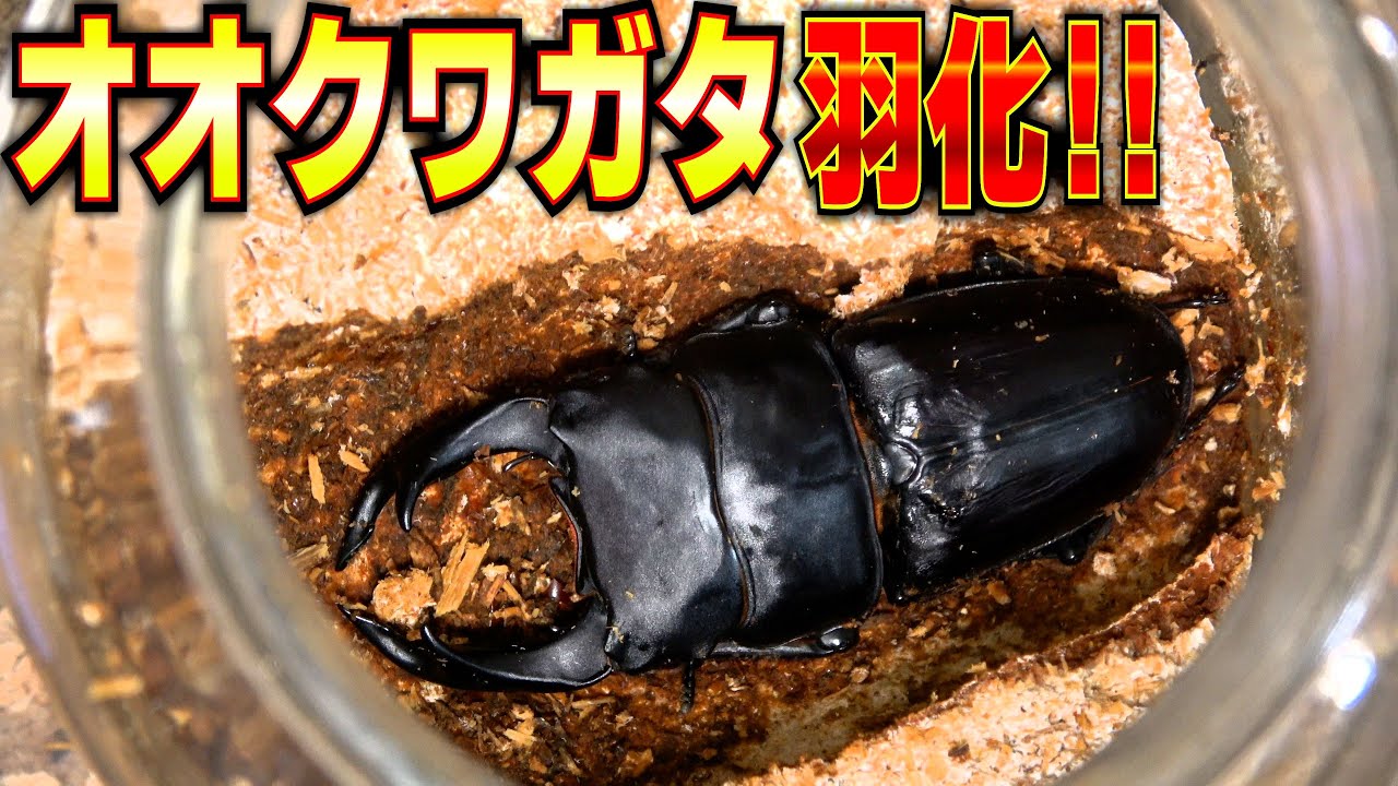 兄弟同士を交尾させ続けて26年飼育したオオクワガタが羽化