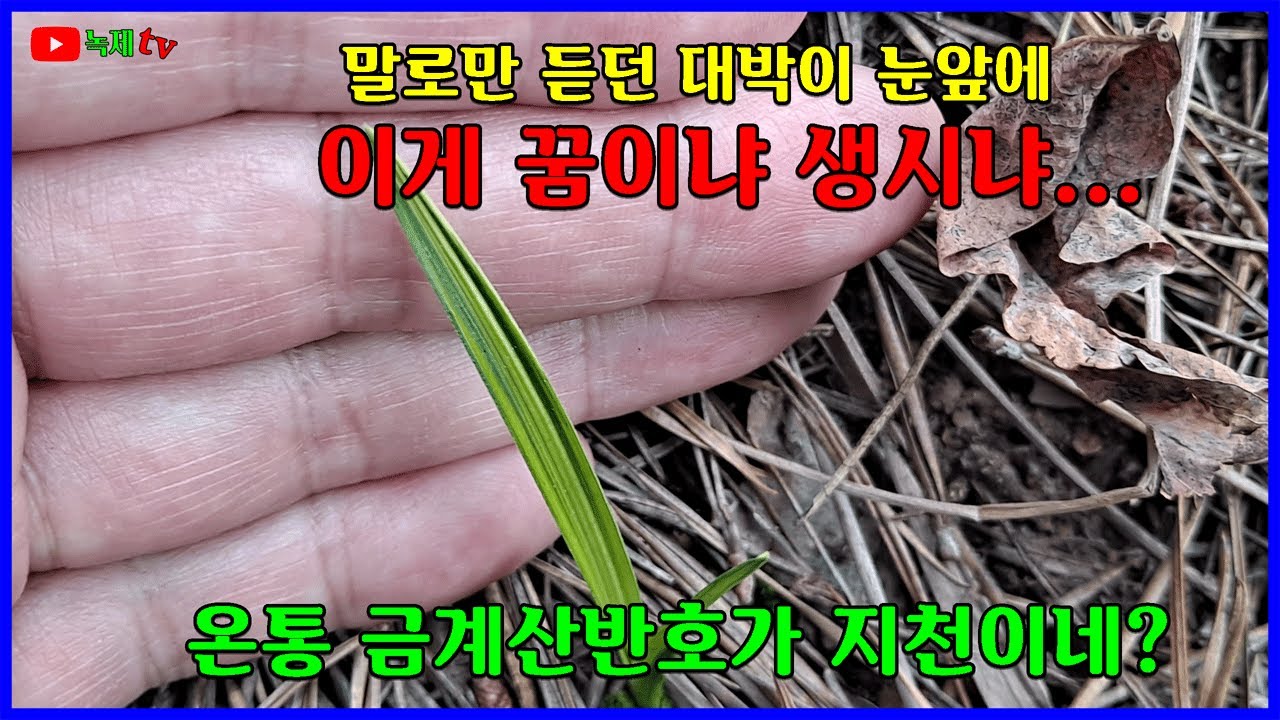 금계산반호가 가득 널린 산행을 다녀 왔습니다.