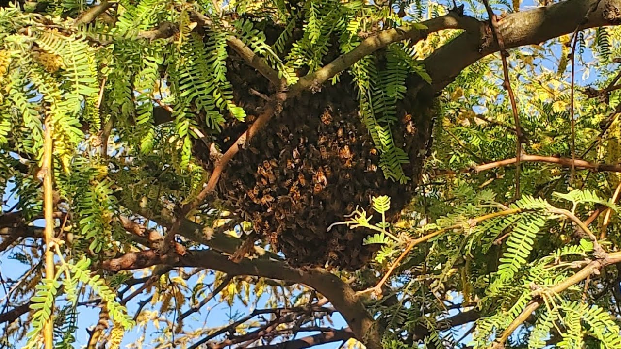 How To Remove Killer Bees (Africanized Honeybees)