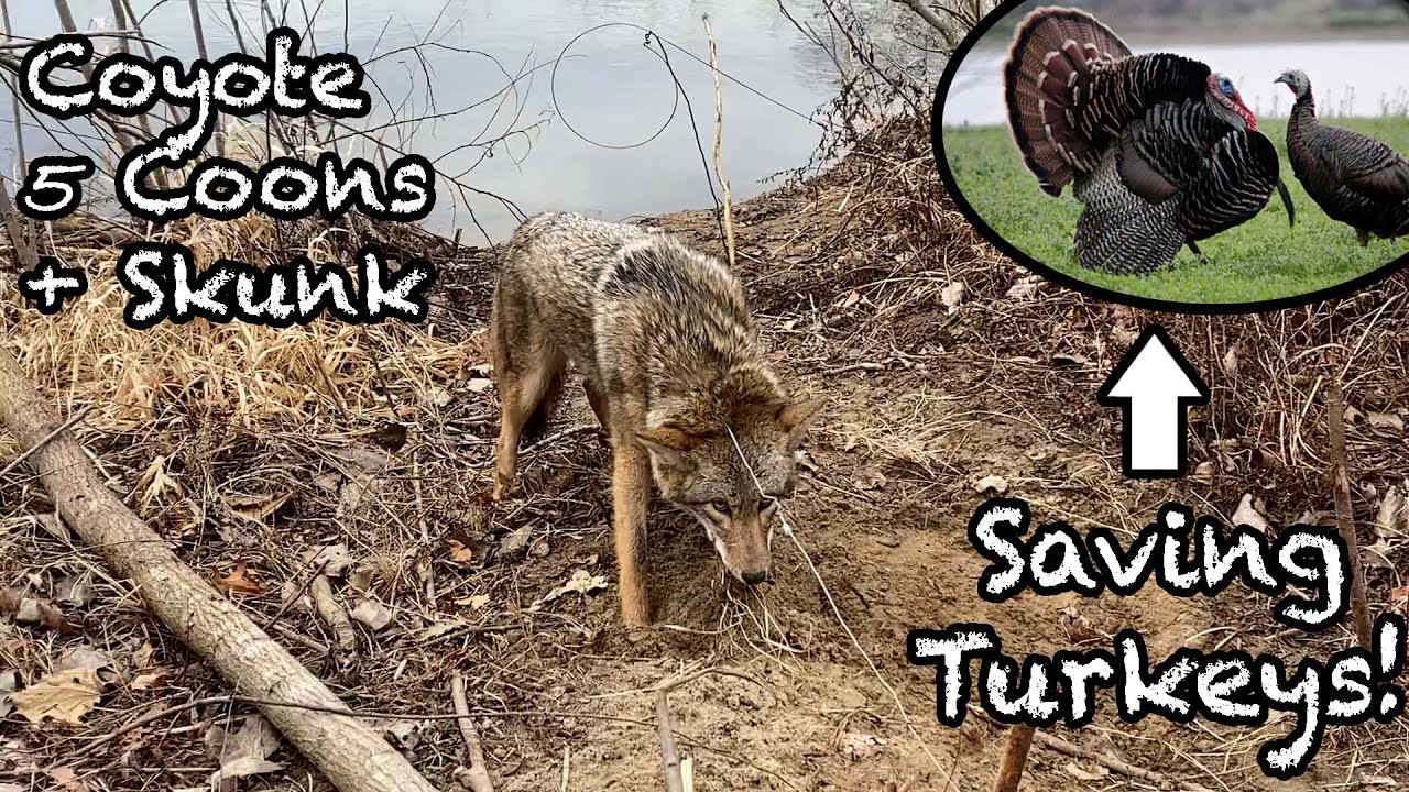 Trapping Nest Predators to SAVE Turkeys! | BIG Coyote caught on Beaver Dam + 5 Huge Coons!