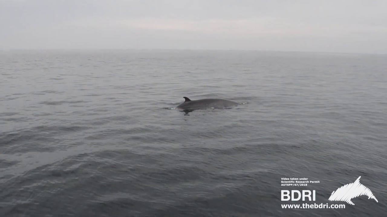 Studying the behaviour of minke whale in Galician waters (NW Spain)