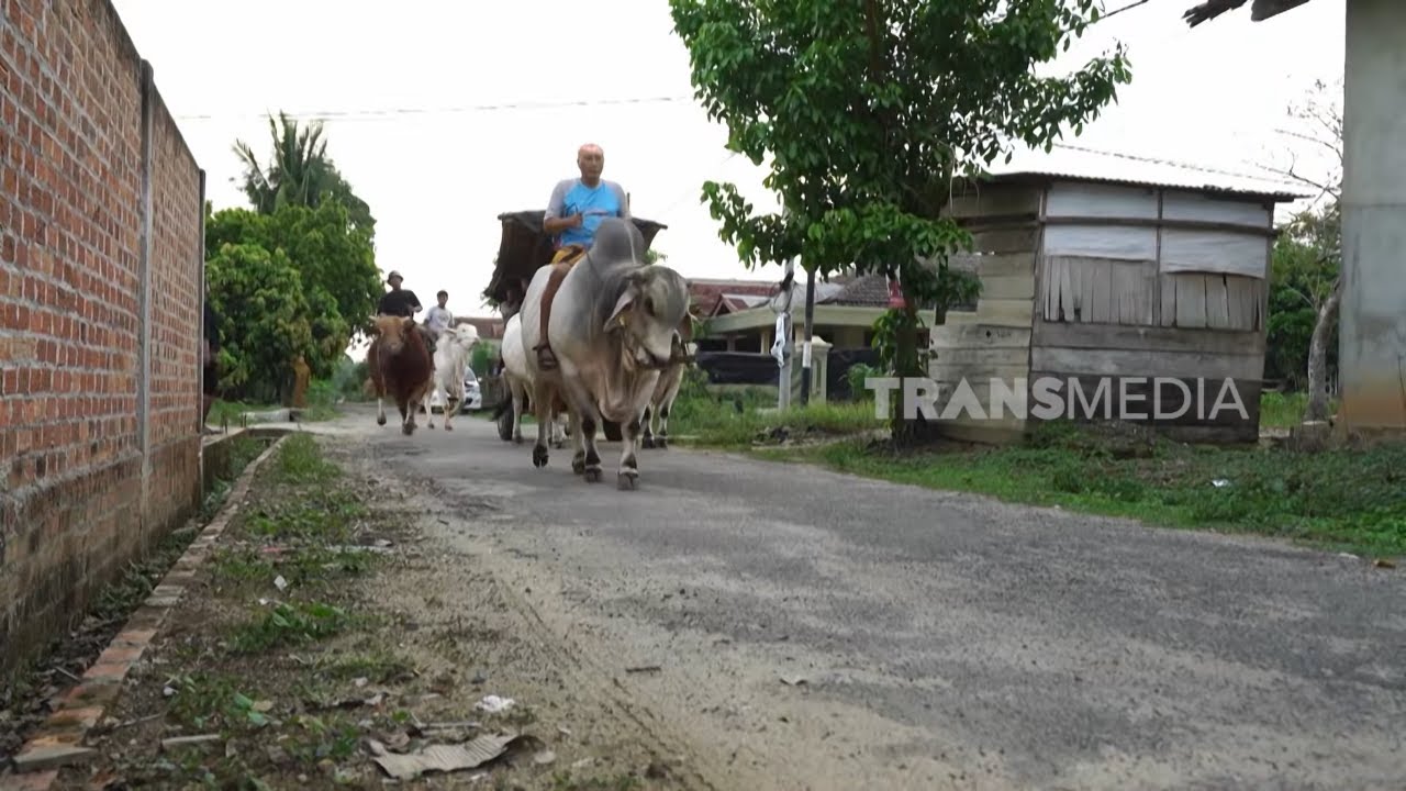 Membuat Cake danTumpeng Dari Kaki Sapi | JEJAK SI GUNDUL (16/02/26)