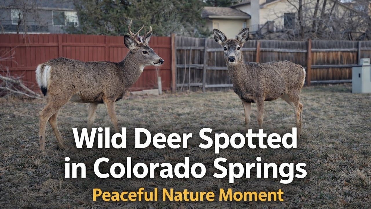Wild Deer Spotted in Colorado Springs | Peaceful Nature Moment