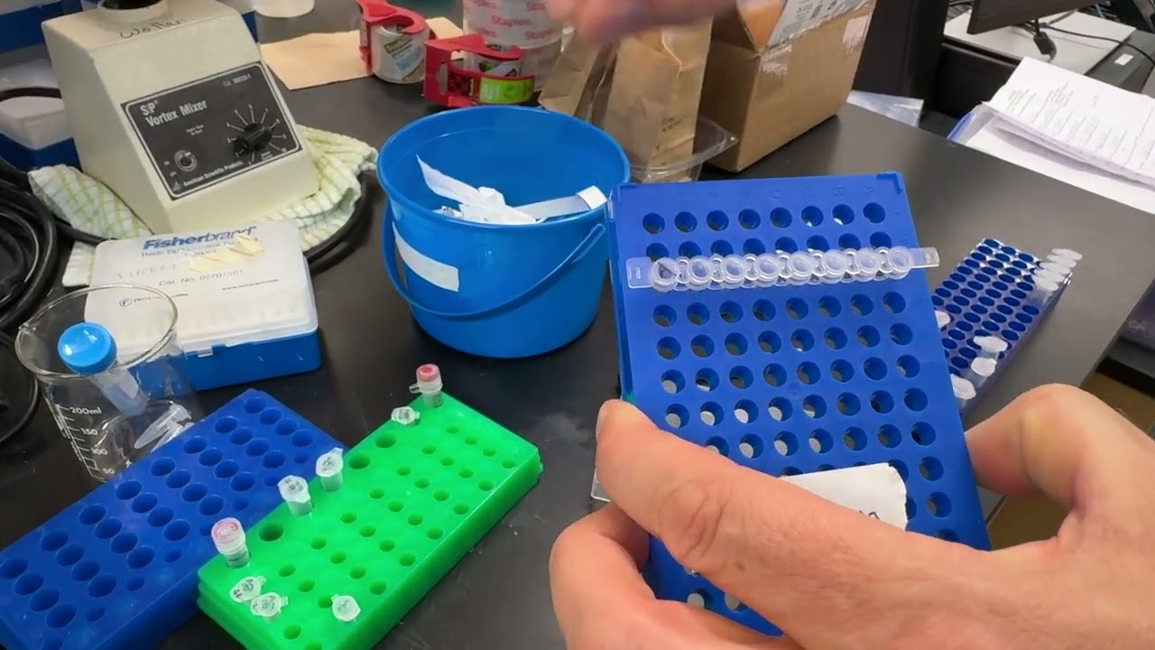 Setting up PCR reaction