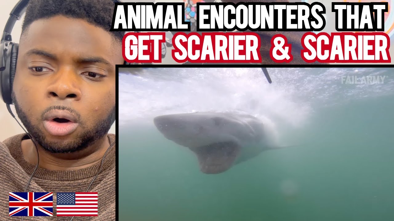Brit Reacts To ANIMAL ENCOUNTERS THAT GET CRAZIER AND CRAZIER!