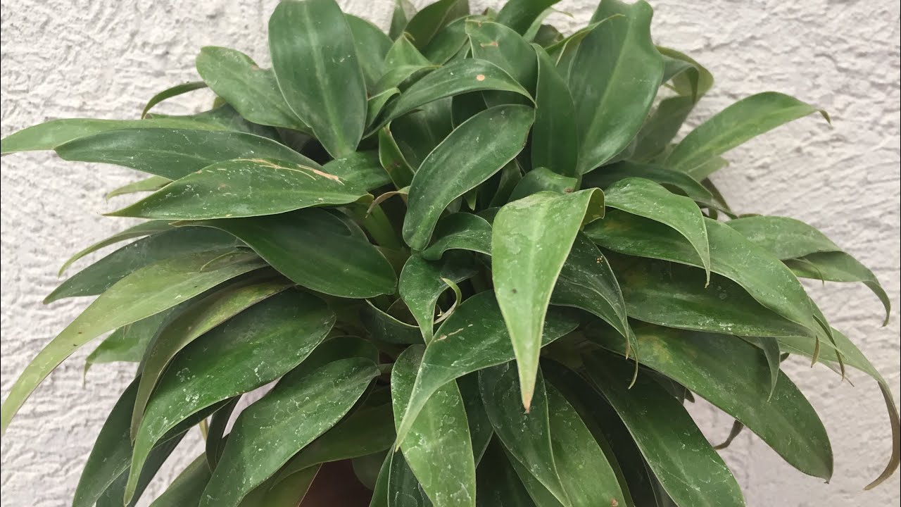 Como Cuidar una Planta WENDY | Planta Perenne | Aprendiendo a Cuidar