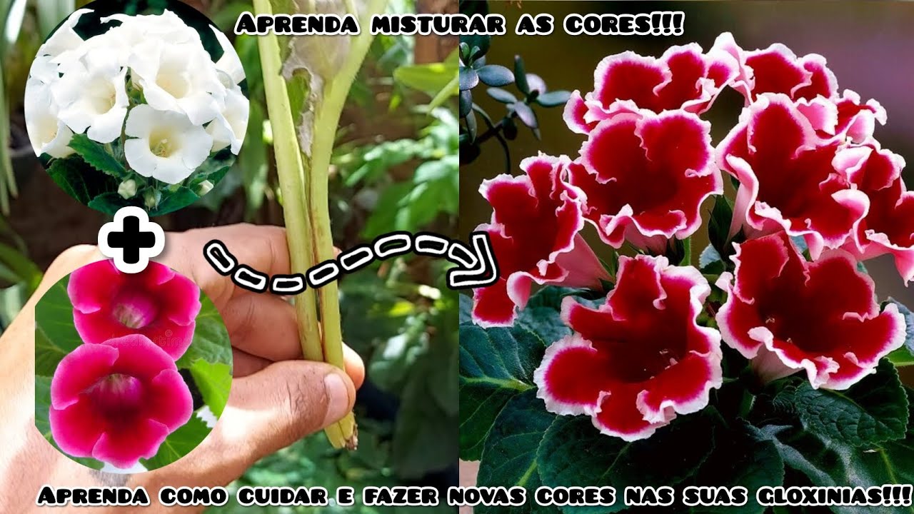 GLOXINIA: APRENDA COMO FAZER CRUZAMENTOS E TER VÁRIAS CORES DIFERENTES!!!