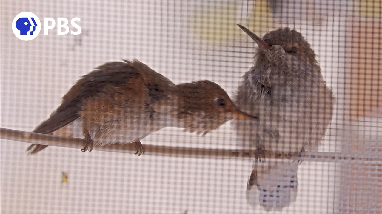 A Hummingbird Love Story