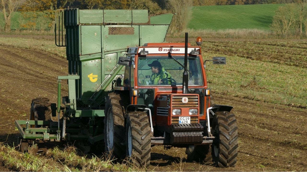 FIAT 110-90DT During Beet Harvest 2024