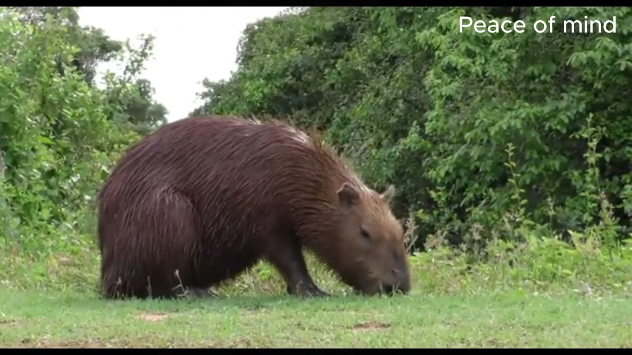Animals of Amazon II Peace of Mind