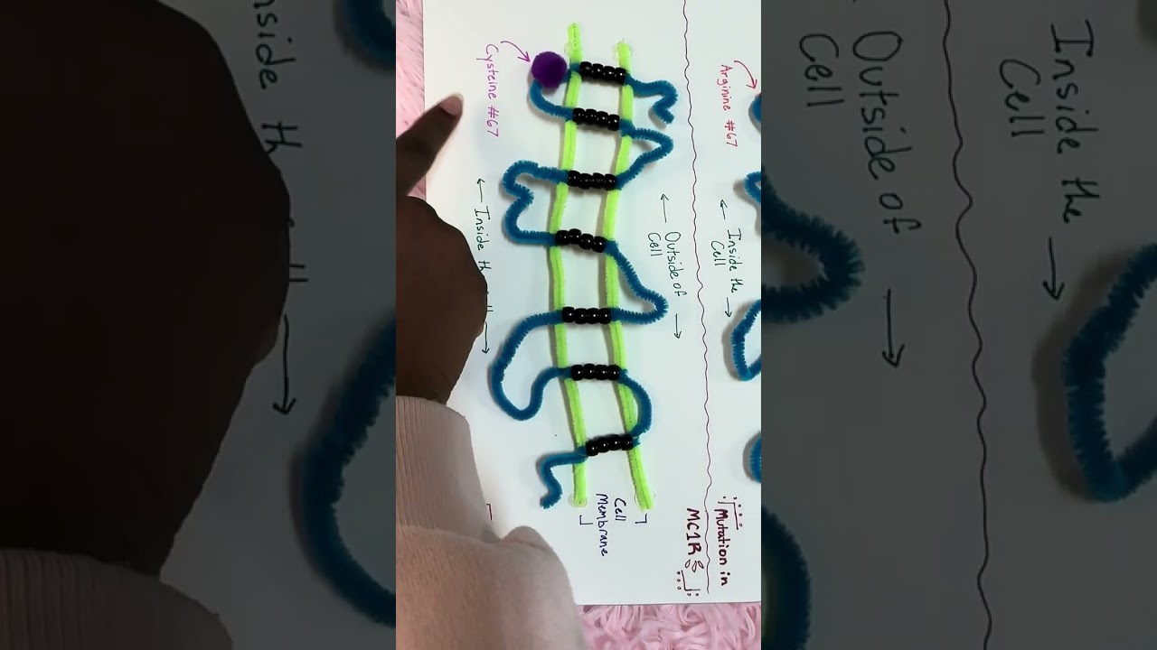 MC1R Protein Project