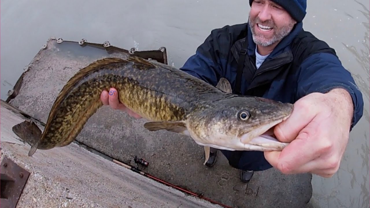 How to Fish for Burbot from Shore