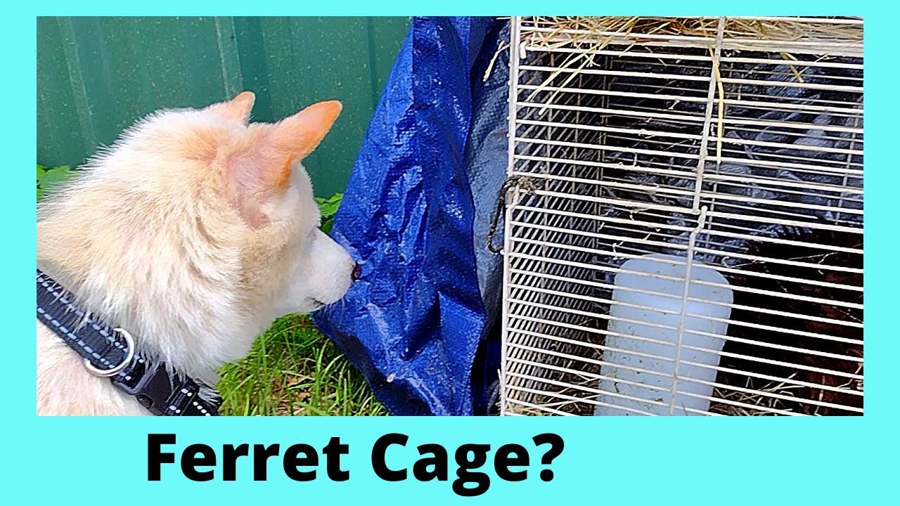 Old Cage For Chicken Coop Don't Throw It Away