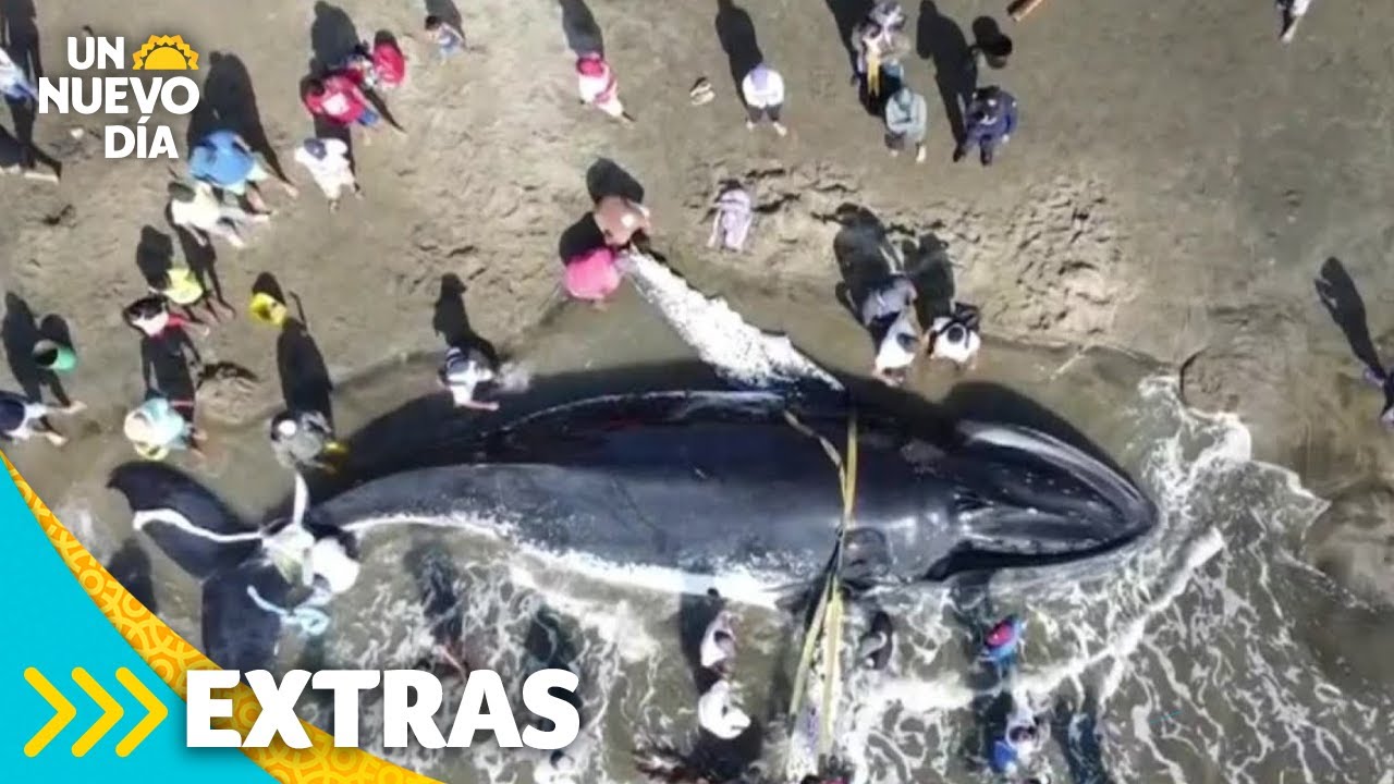 Emocionantes imágenes del rescate de una ballena de 40 pies en Ecuador | Un Nuevo Día | Telemundo