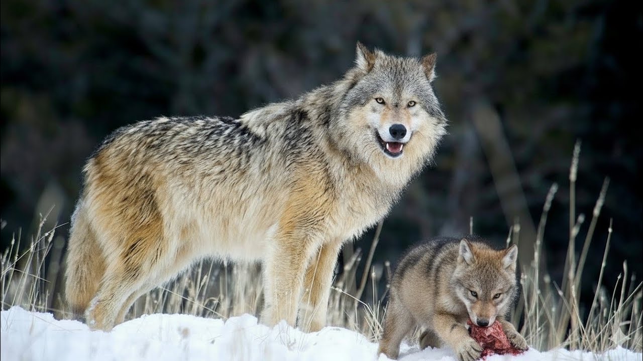 The Wolf &mdash; Feared, Hunted, Misunderstood | Dark Wildlife  Ai Documentary