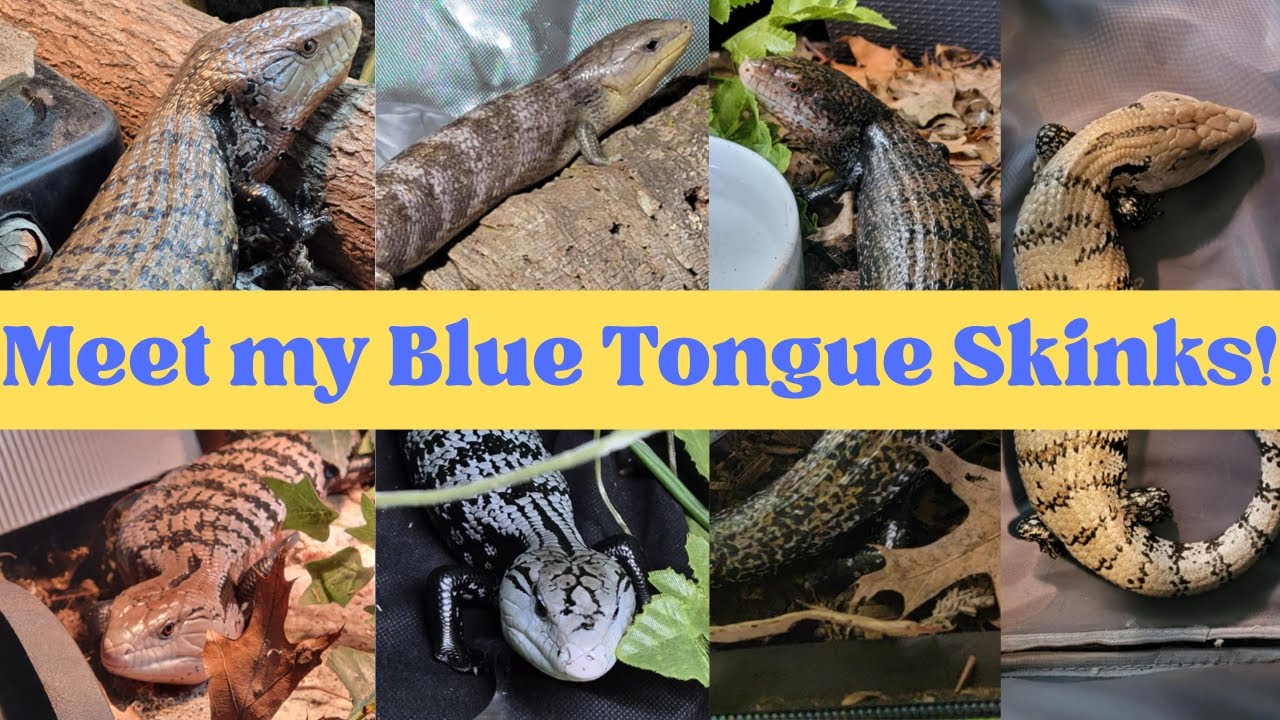 Meet my Blue Tongue Skinks!