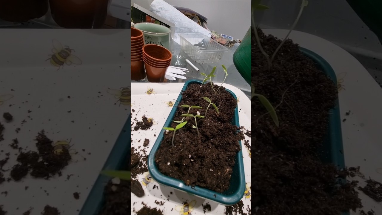 How to Transplant young Tomato Seeds