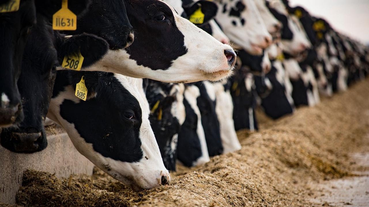 Aqrar Sığorta Fondu heyvandarlıq sığortası üzrə fermerlərə 2,5 milyon manata yaxın ödəniş edib