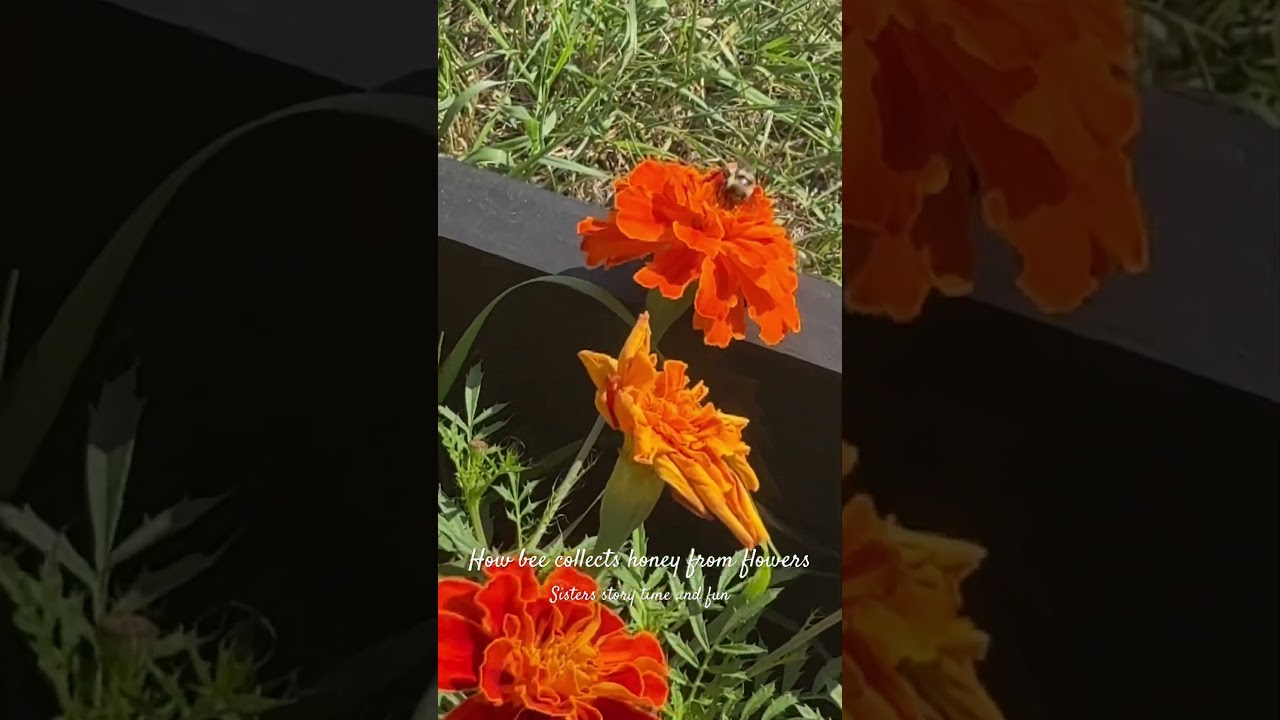 Honey hunting by a bee 