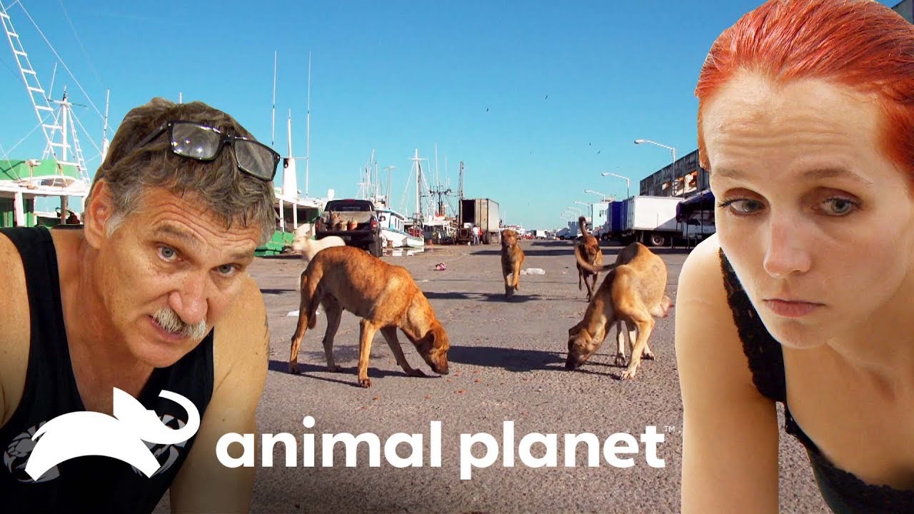 La dif&iacute;cil decisi&oacute;n de sacrificar a una perrita | Dr. Jeff, Veterinario | Animal Planet