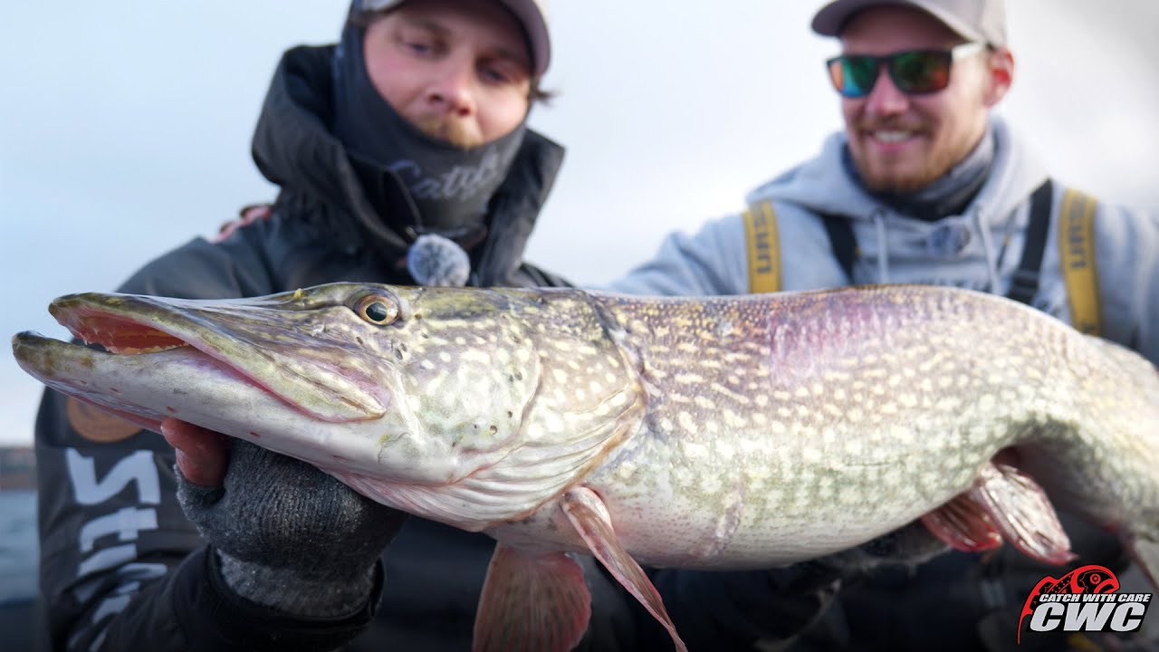 STOR GÄDDA – Gäddfiske på Hösten med Giant Pig Shad!