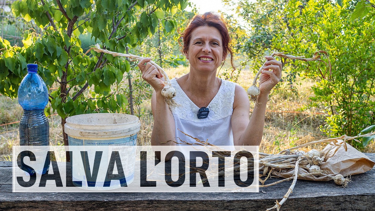 Macerato d'AGLIO per l'ORTO. Tutti gli usi e le RICETTE🧄
