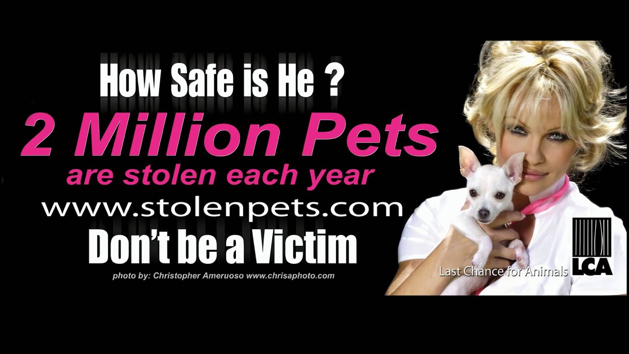 Priscilla Presley for LCA: Protect your Pet from Theft!