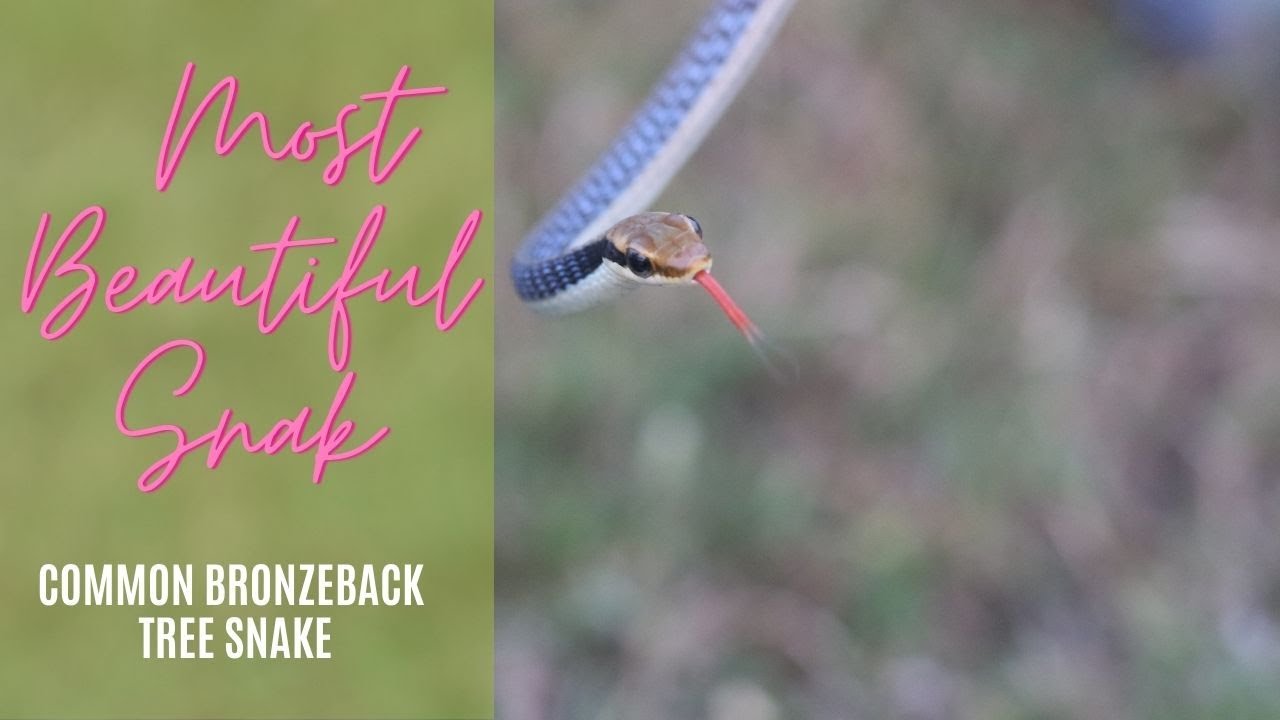 Most Beautiful Snake | Common Bronzeback Tree Snake
