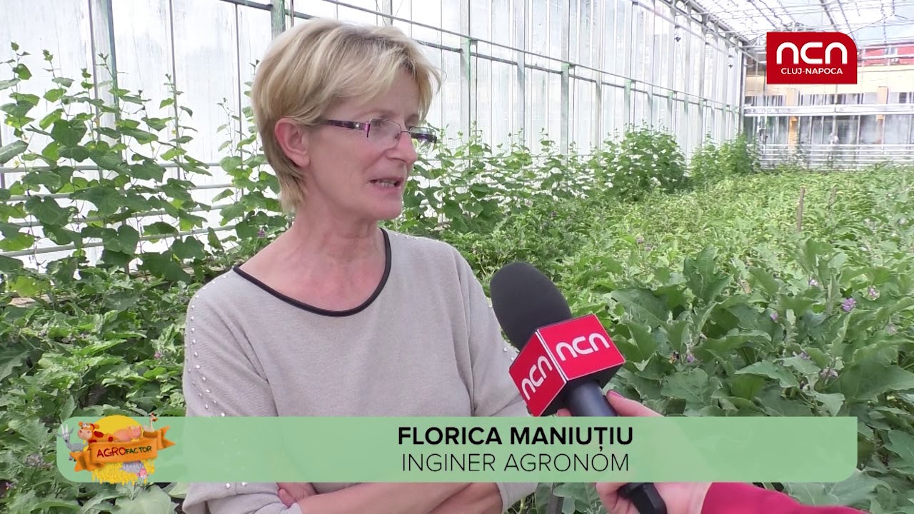 Agro Factor - Cum se îngrijesc vinetele?