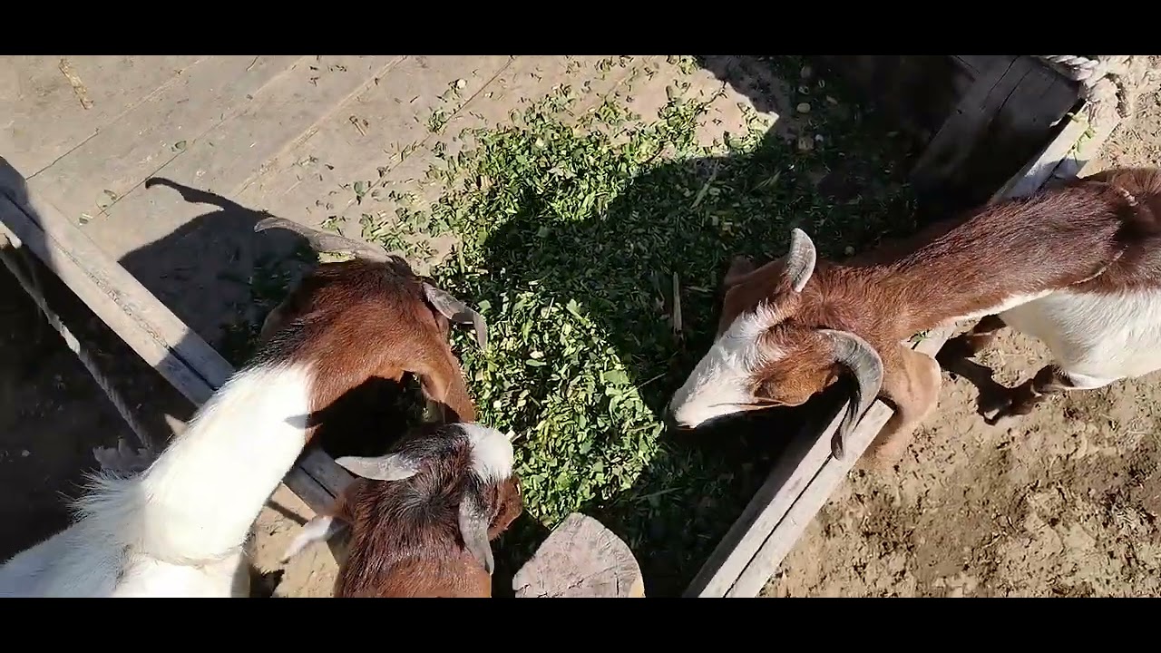 Goat Farming Mirwah Gorchani 