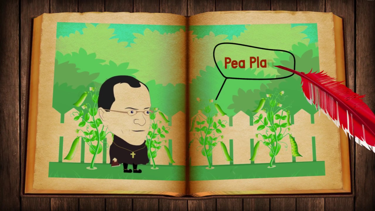 Laws of Mendel 04:Heredity and Evolution(CBSE Class X Biology)