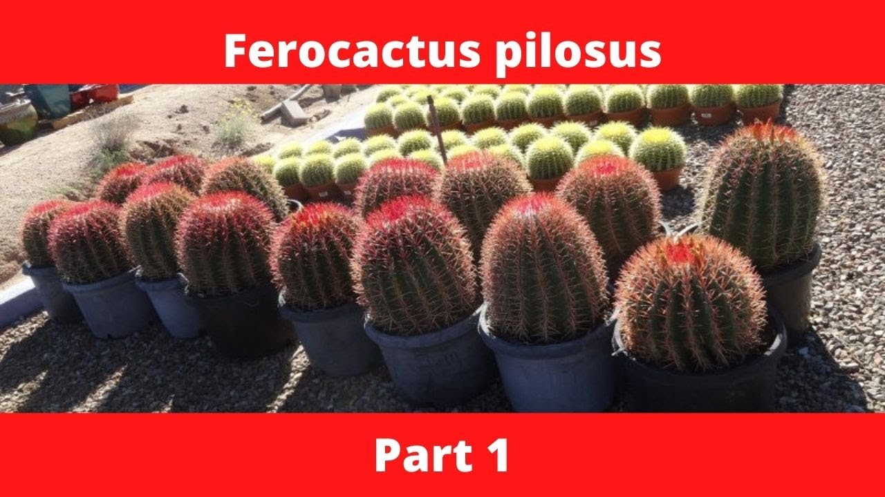 Ferocactus pilosus Part 1 #shorts