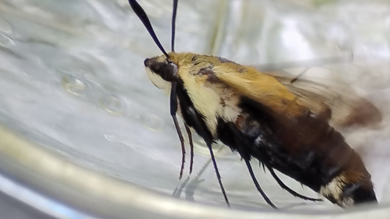 BUMBLE BEE? HUMMINGBIRD? MEET THE SNOWBERRY CLEARWING MOTH 