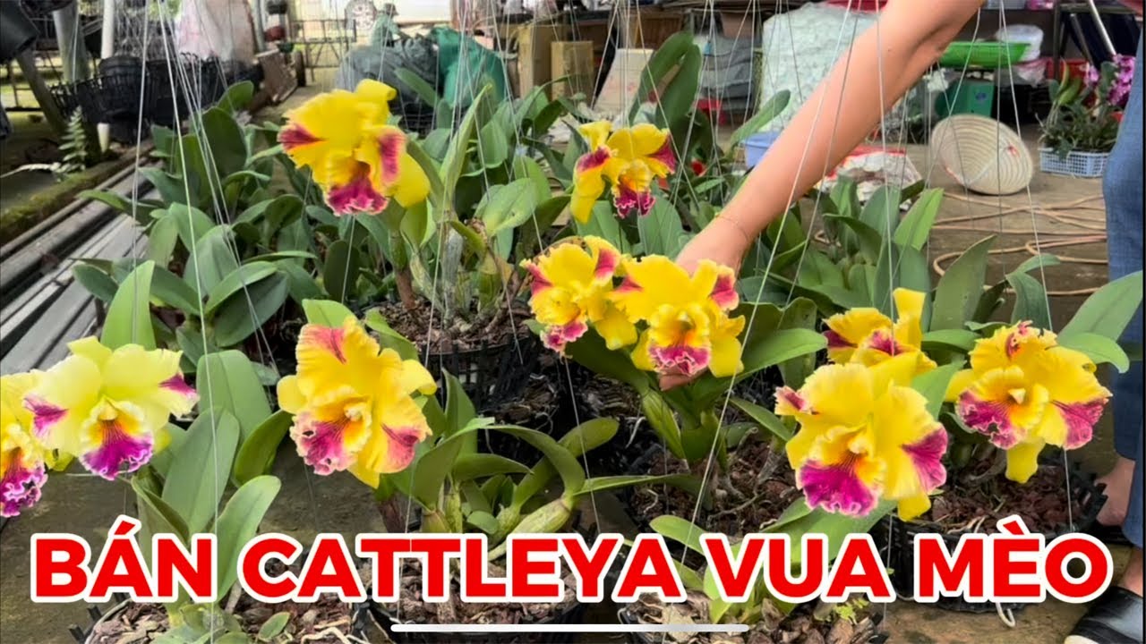 Ngắm hoa lan ngày Tết-0834608769- LAN RỪNG LÂM ĐỒNG