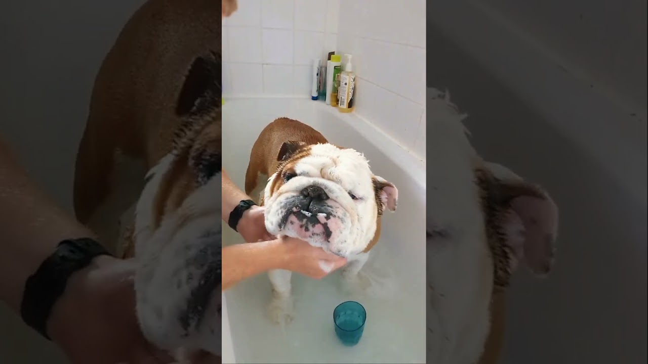 I don’t remember signing up for this much care when owning Bulldogs ..but for these two, I’ll do it