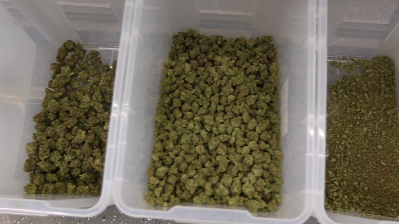Packaging Marijuana - Sorting Cannabis