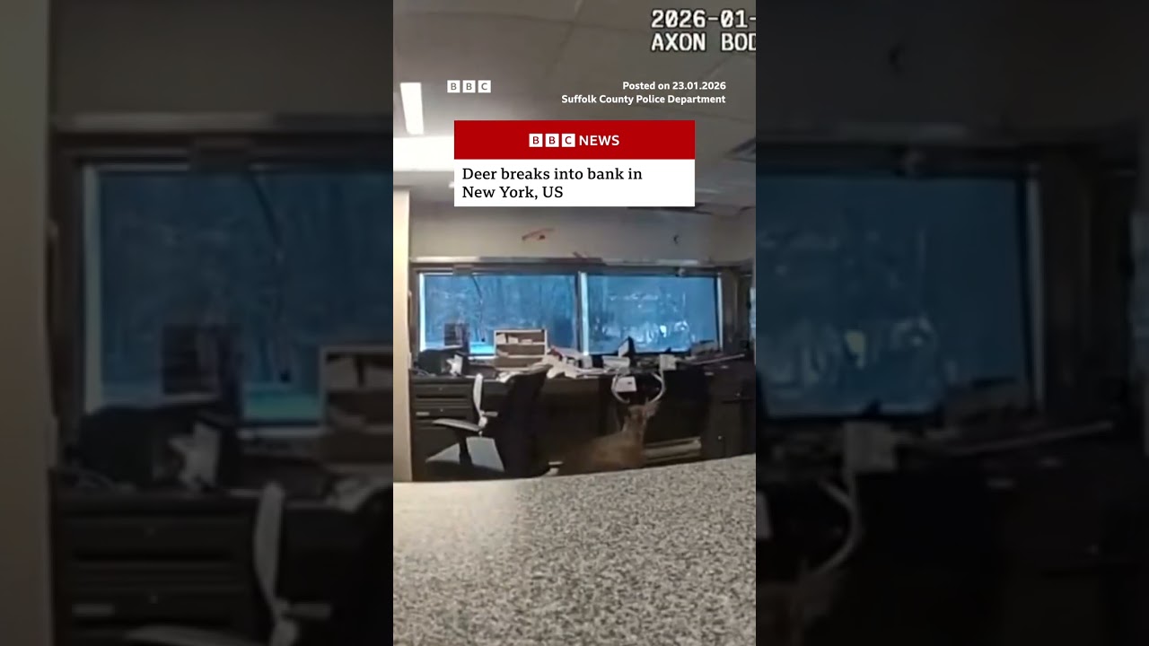 Moment deer breaks into US bank. #US #Bank #NewYork #BBCNews