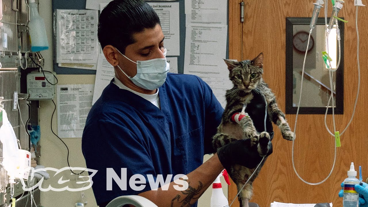 Yes, Your Pet Can Catch Coronavirus — but Don't Freak Out