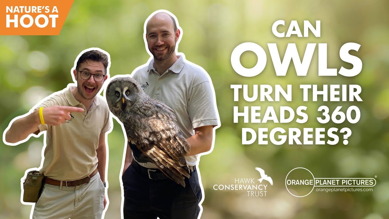 Can owls turn their heads 360 degrees?