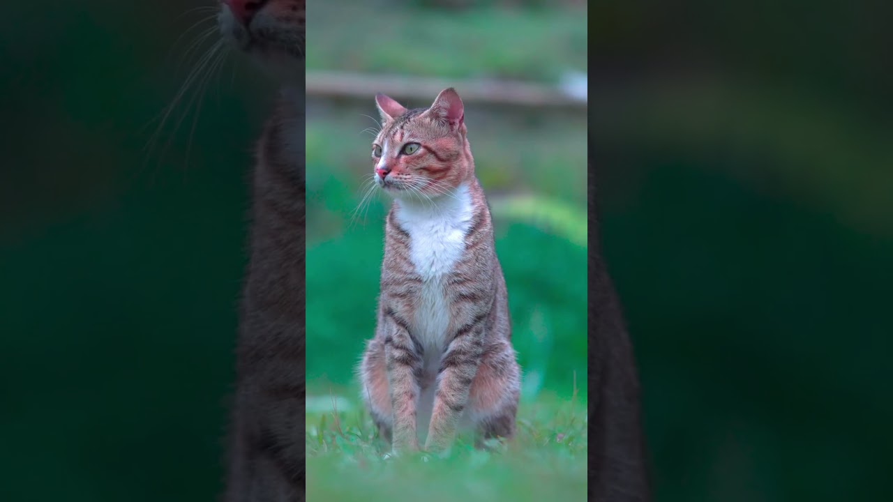 Eyes of the Predator: Why Cats Have Vertical Pupils #felinefascination #felinecompanions #catlover