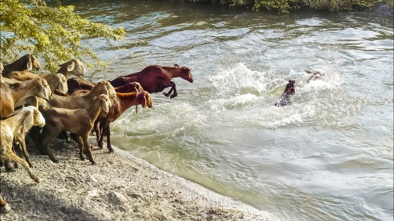 crossing sheep over the river-shepherd crossing their sheep in dengerous and big river-sheep videos🐑
