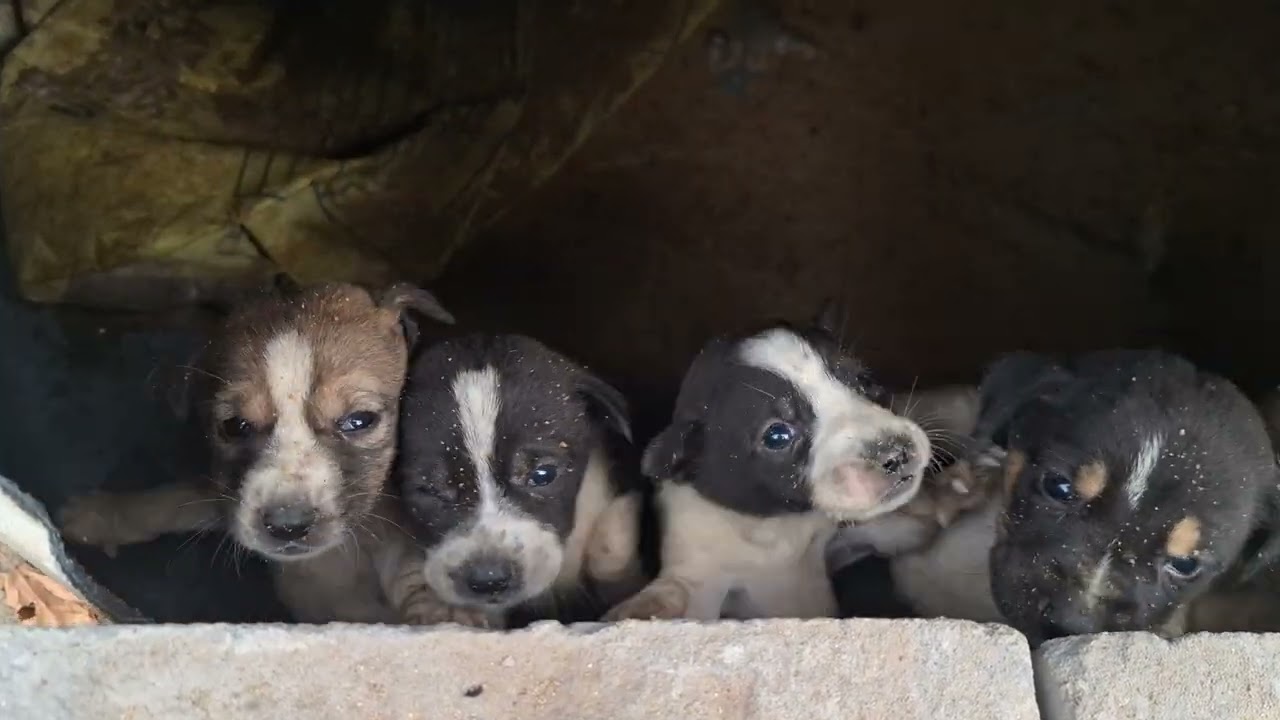 These Hungry Puppies Couldn’t Stop Asking for Food 😢🐶