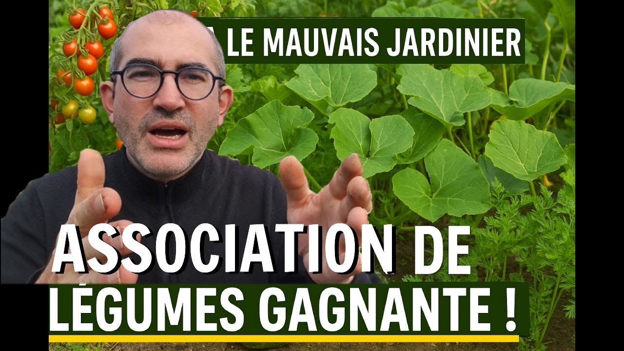 Association de #legumes gagnante / Récolte #Carottes #Jardin #Potager
