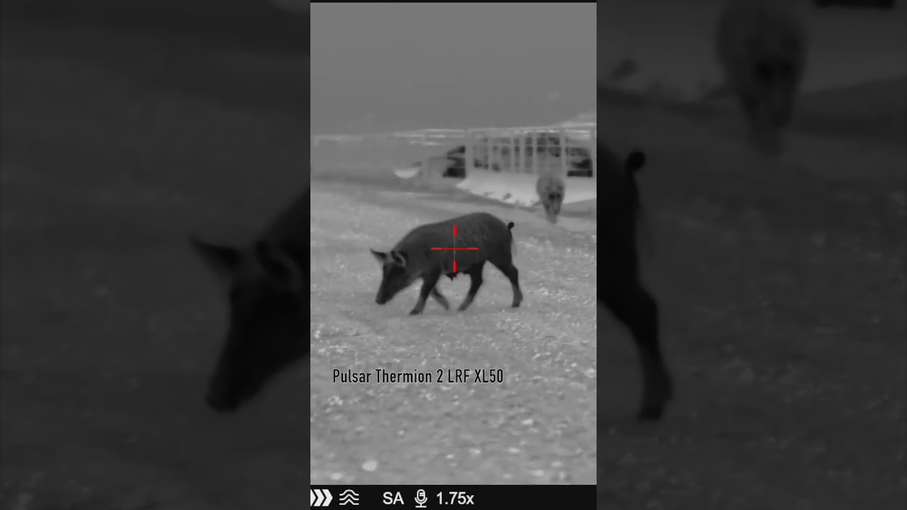 Feral Hogs Erased in the Dark #hunting