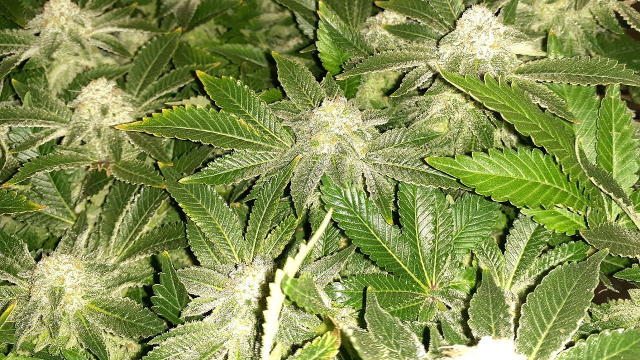 Master Kush Weed Seed Express frosty buds (short) 1in Unit Farm UF4000 Grow harvest to come, follow