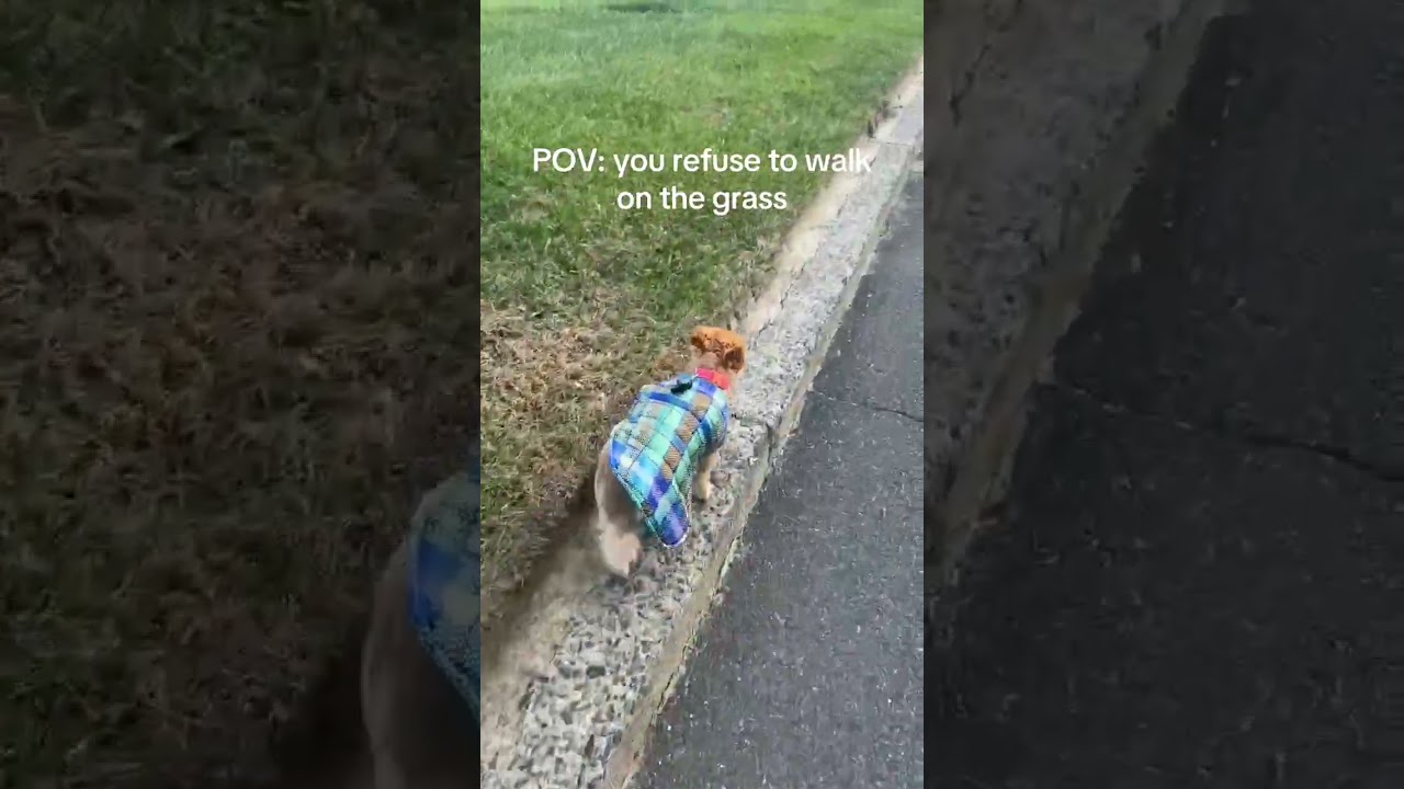 Fiona the fairy 🧚 