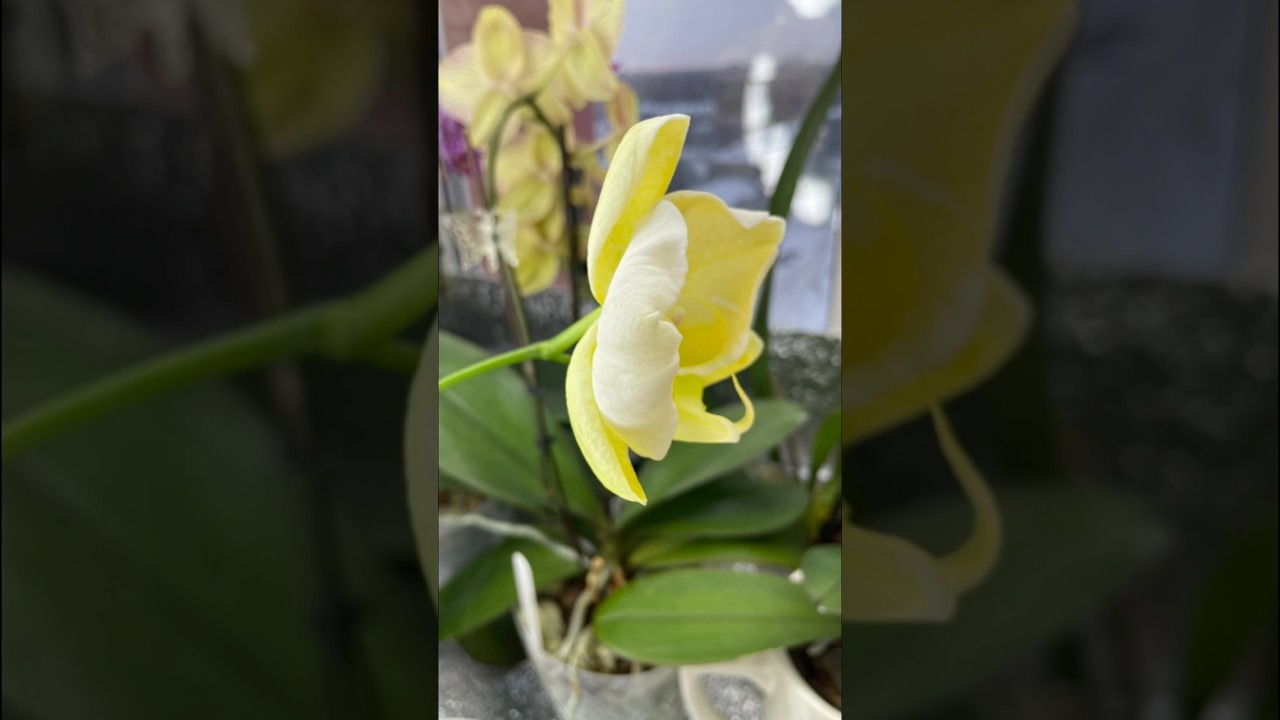 389. Цветение этой орхидеи завораживает! Phalaenopsis Gold Edge Lace