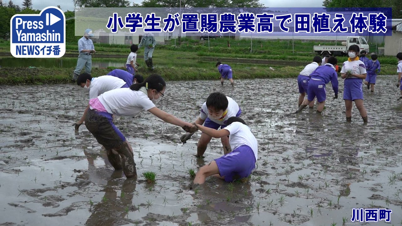 小学生が置賜農業高で田植え体験　川西町